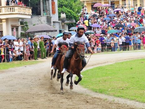 đua ngựa việt nam